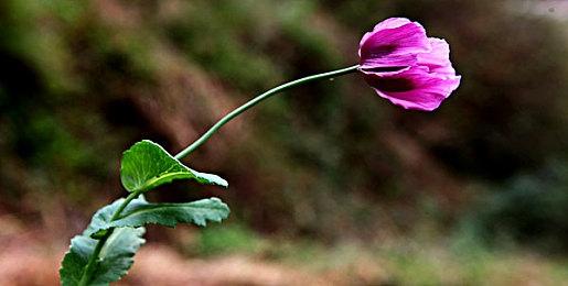 《大侠立志传》正式版11月16日上线 家园玩法等